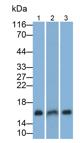 Polyclonal Antibody to Ionized Calcium-binding Adapter Molecule 1 (IBA1)