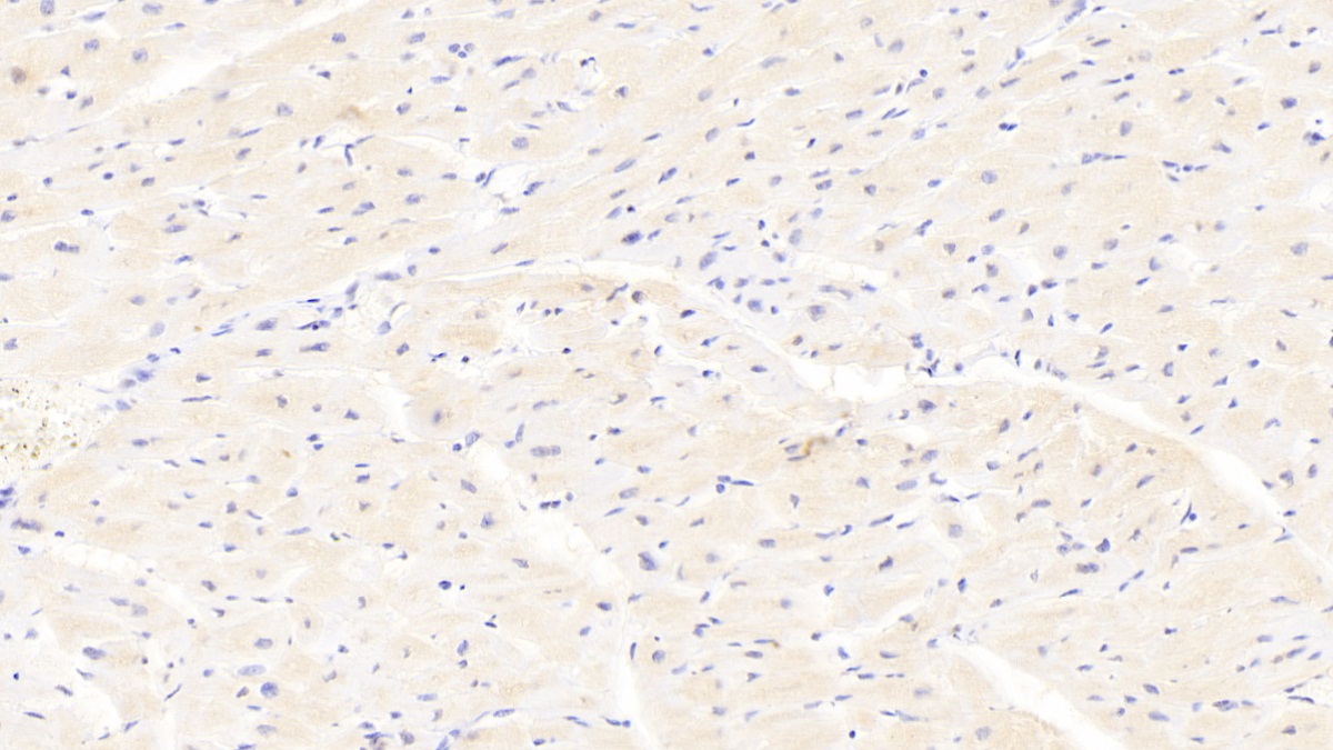 Polyclonal Antibody to Autocrine Motility Factor Receptor (AMFR)