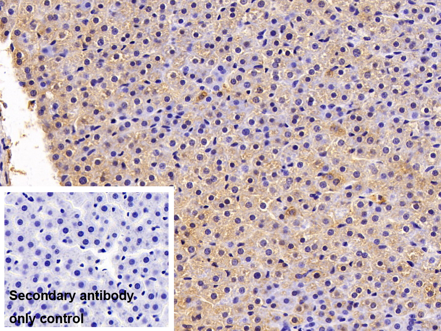 Polyclonal Antibody to Apolipoprotein M (APOM)