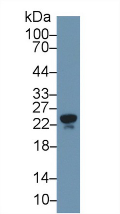 Polyclonal Antibody to Apolipoprotein M (APOM)