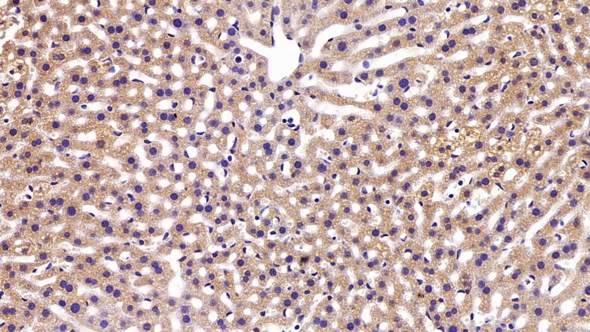 Polyclonal Antibody to Apolipoprotein M (APOM)