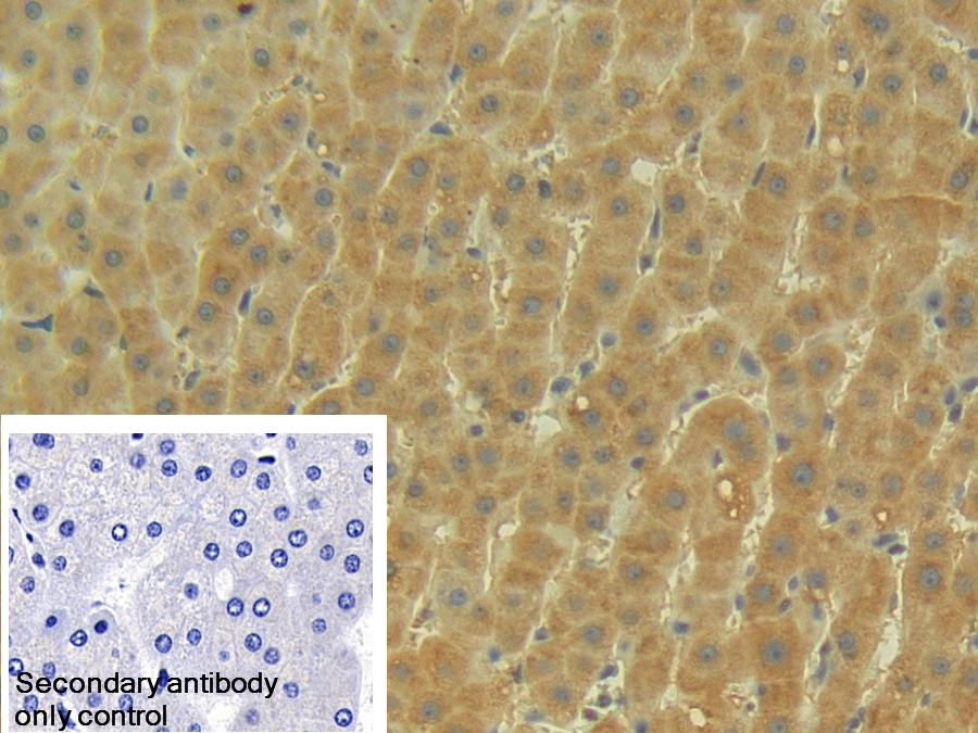 Polyclonal Antibody to Apolipoprotein M (APOM)