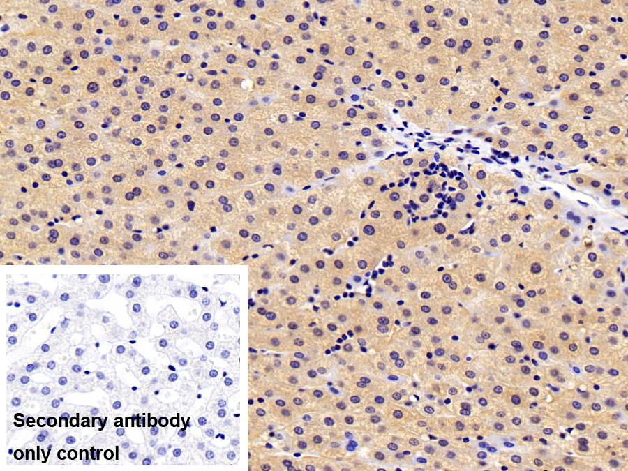 Polyclonal Antibody to Apolipoprotein M (APOM)