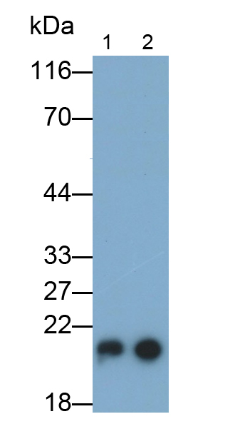 Polyclonal Antibody to Apolipoprotein M (APOM)