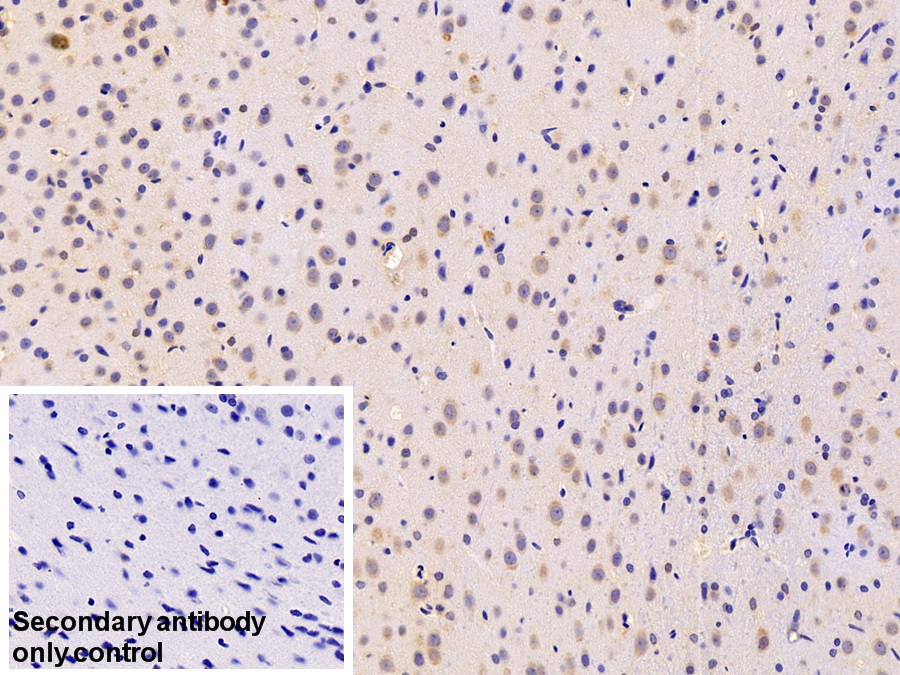 Polyclonal Antibody to Mesencephalic Astrocyte Derived Neurotrophic Factor (MANF)