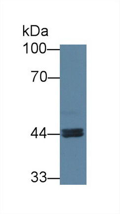 Polyclonal Antibody to Aryl Hydrocarbon Receptor Nuclear Translocator 2 (ARNT2)