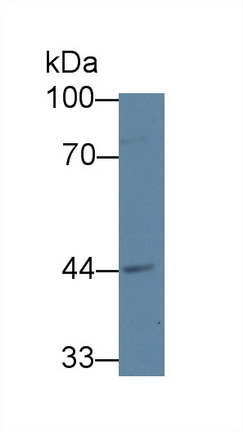 Polyclonal Antibody to Aryl Hydrocarbon Receptor Nuclear Translocator 2 (ARNT2)