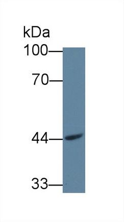 Polyclonal Antibody to Aryl Hydrocarbon Receptor Nuclear Translocator 2 (ARNT2)