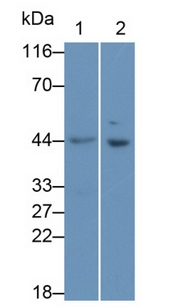 Polyclonal Antibody to N-Acylsphingosine Amidohydrolase 1 (ASAH1)