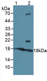 Polyclonal Antibody to Activating Transcription Factor 3 (ATF3)