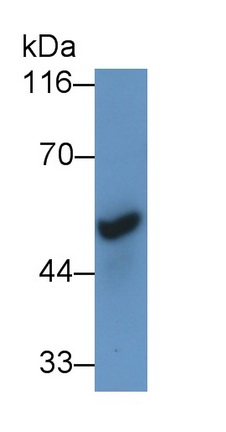 Polyclonal Antibody to Cholinergic Receptor, Nicotinic, Alpha 7 (CHRNa7)