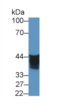 Polyclonal Antibody to Ancient Ubiquitous Protein 1 (AUP1)