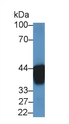 Polyclonal Antibody to Ancient Ubiquitous Protein 1 (AUP1)