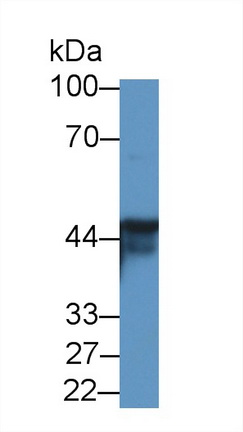 Polyclonal Antibody to Ancient Ubiquitous Protein 1 (AUP1)