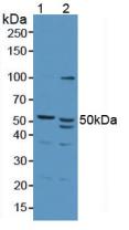 Polyclonal Antibody to Antizyme Inhibitor 1 (AZIN1)