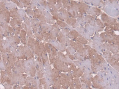 Polyclonal Antibody to Antithrombin (AT)