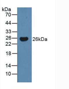 Polyclonal Antibody to Bcl2 Modifying Factor (BMF)