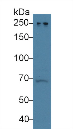 Polyclonal Antibody to Nuclear Mitotic Apparatus Protein 1 (NUMA1)