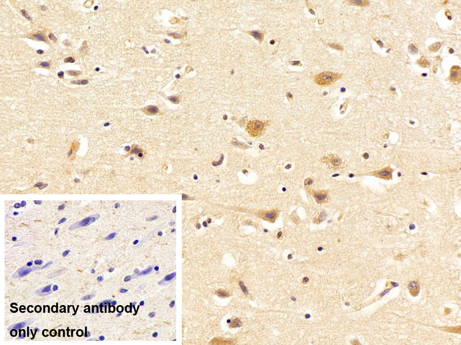 Polyclonal Antibody to Nuclear Mitotic Apparatus Protein 1 (NUMA1)