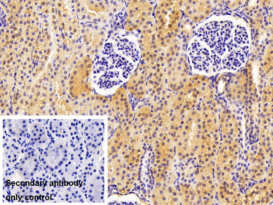 Polyclonal Antibody to Nuclear Mitotic Apparatus Protein 1 (NUMA1)