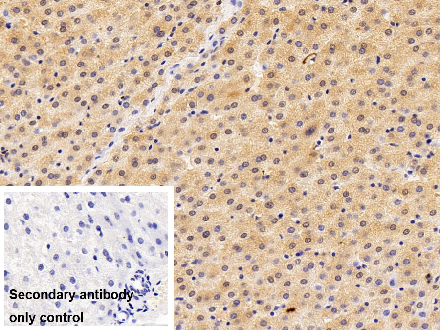 Polyclonal Antibody to Nuclear Mitotic Apparatus Protein 1 (NUMA1)