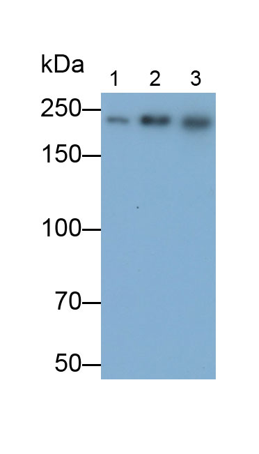 Polyclonal Antibody to Nuclear Mitotic Apparatus Protein 1 (NUMA1)