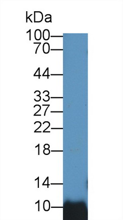 Polyclonal Antibody to Barrier To Autointegration Factor 1 (BANF1)