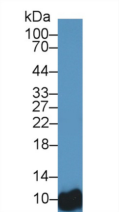 Polyclonal Antibody to Barrier To Autointegration Factor 1 (BANF1)