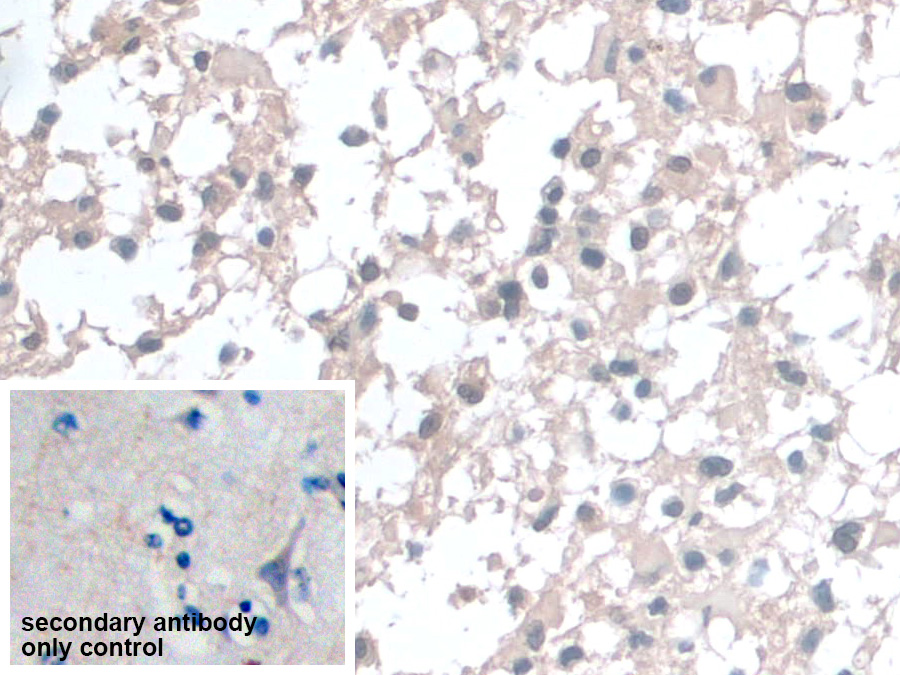 Polyclonal Antibody to Barrier To Autointegration Factor 1 (BANF1)