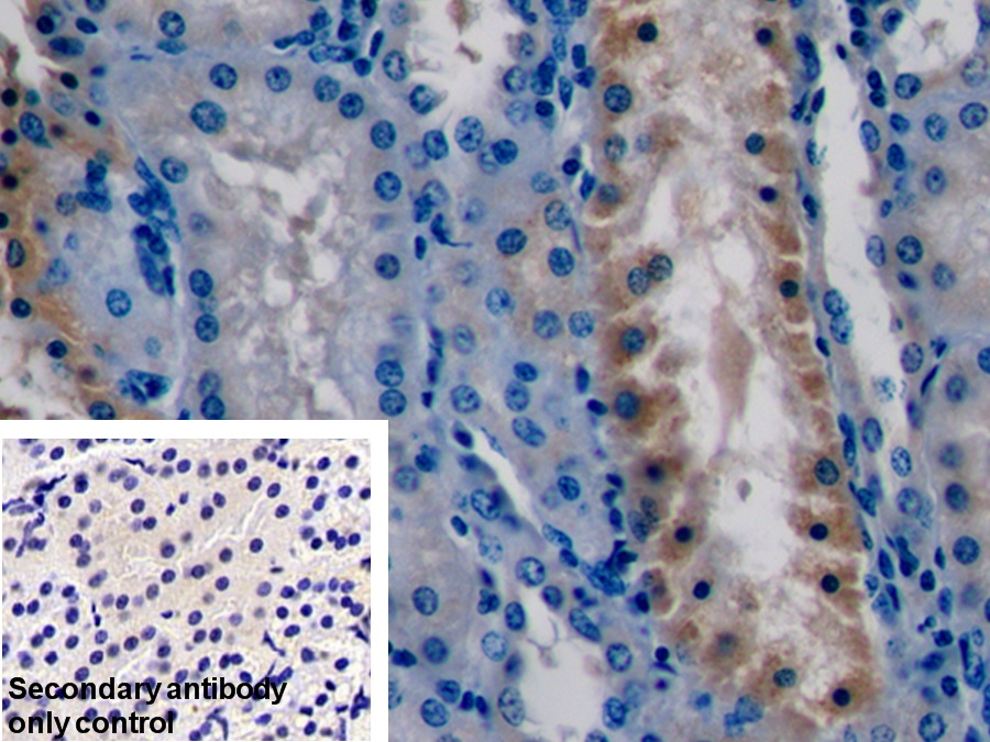 Polyclonal Antibody to Caspase 6 (CASP6)