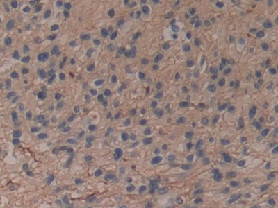 Polyclonal Antibody to Annexin A6 (ANXA6)