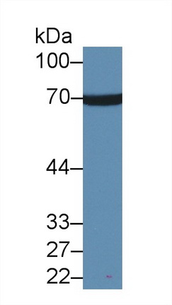 Polyclonal Antibody to Annexin A6 (ANXA6)