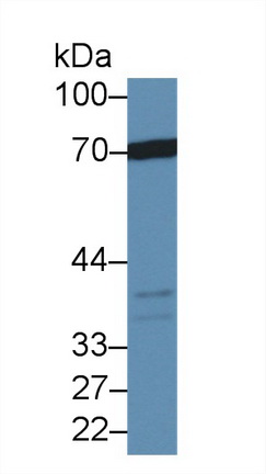 Polyclonal Antibody to Annexin A6 (ANXA6)