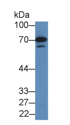 Polyclonal Antibody to Annexin A6 (ANXA6)