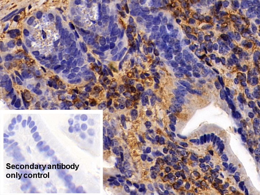 Polyclonal Antibody to Annexin A6 (ANXA6)