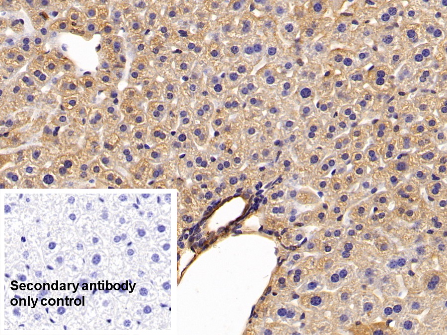 Polyclonal Antibody to Annexin A6 (ANXA6)