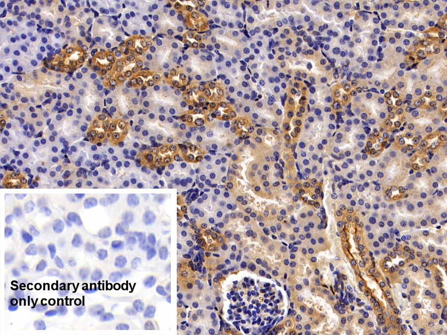 Polyclonal Antibody to Annexin A6 (ANXA6)