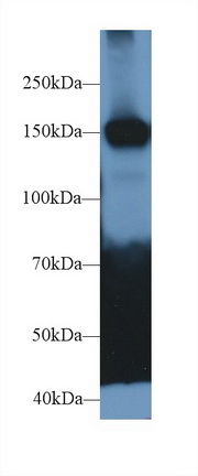 Polyclonal Antibody to Calcium Dependent Secretion Activator (CADPS)