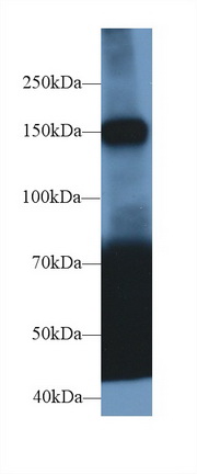 Polyclonal Antibody to Calcium Dependent Secretion Activator (CADPS)