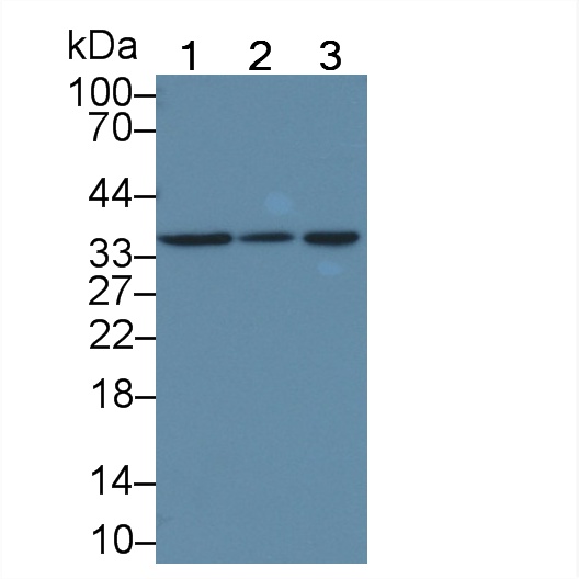 Polyclonal Antibody to Calneuron 1 (CALN1)