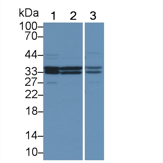 Polyclonal Antibody to Calcium Modulating Ligand (CAMLG)