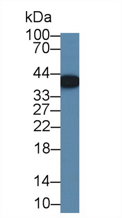 Polyclonal Antibody to Calcium Modulating Ligand (CAMLG)