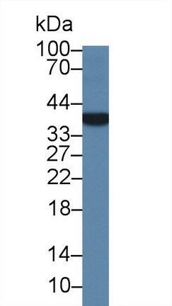 Polyclonal Antibody to Calcium Modulating Ligand (CAMLG)