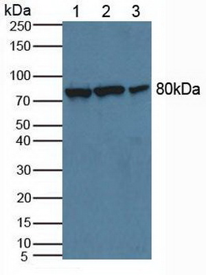 Polyclonal Antibody to Calpain 2 (CAPN2)