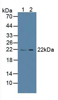 Polyclonal Antibody to Calcyphosine (CAPS)