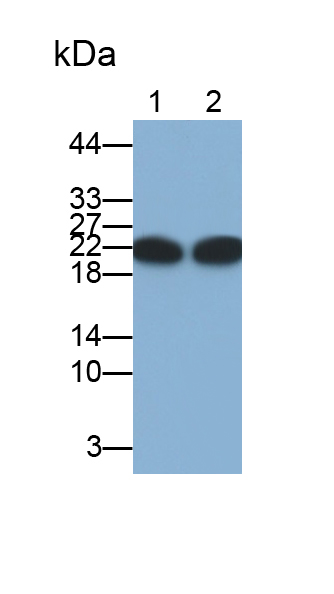 Polyclonal Antibody to Chromobox Homolog 3 (CBX3)