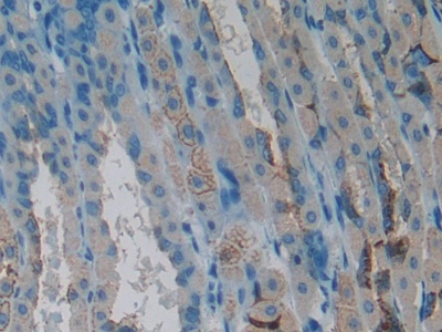 Polyclonal Antibody to Cardiotrophin Like Cytokine Factor 1 (CLCF1)