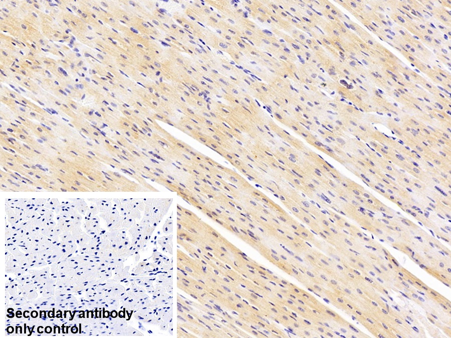 Polyclonal Antibody to Chloride Intracellular Channel Protein 1 (CLIC1)