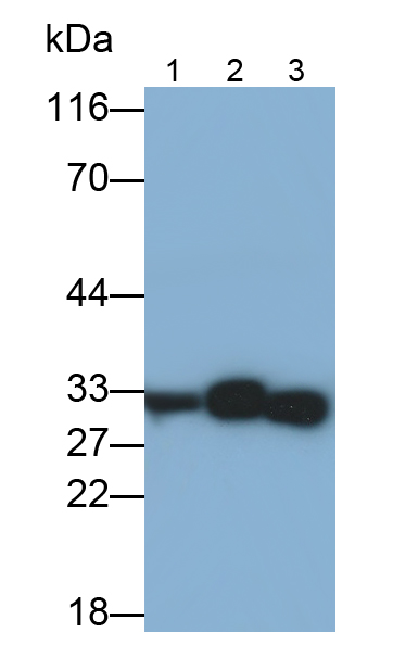 Polyclonal Antibody to Chloride Intracellular Channel Protein 1 (CLIC1)