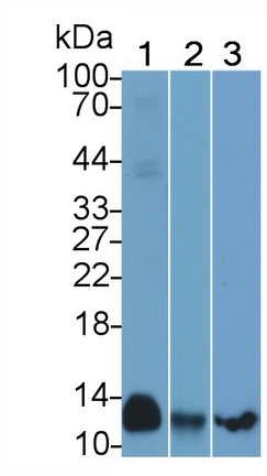 Polyclonal Antibody to Cytochrome C Oxidase Subunit VIc (COX6c)